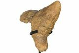 Triceratops Nose Horn - Bowman, North Dakota #131351-2